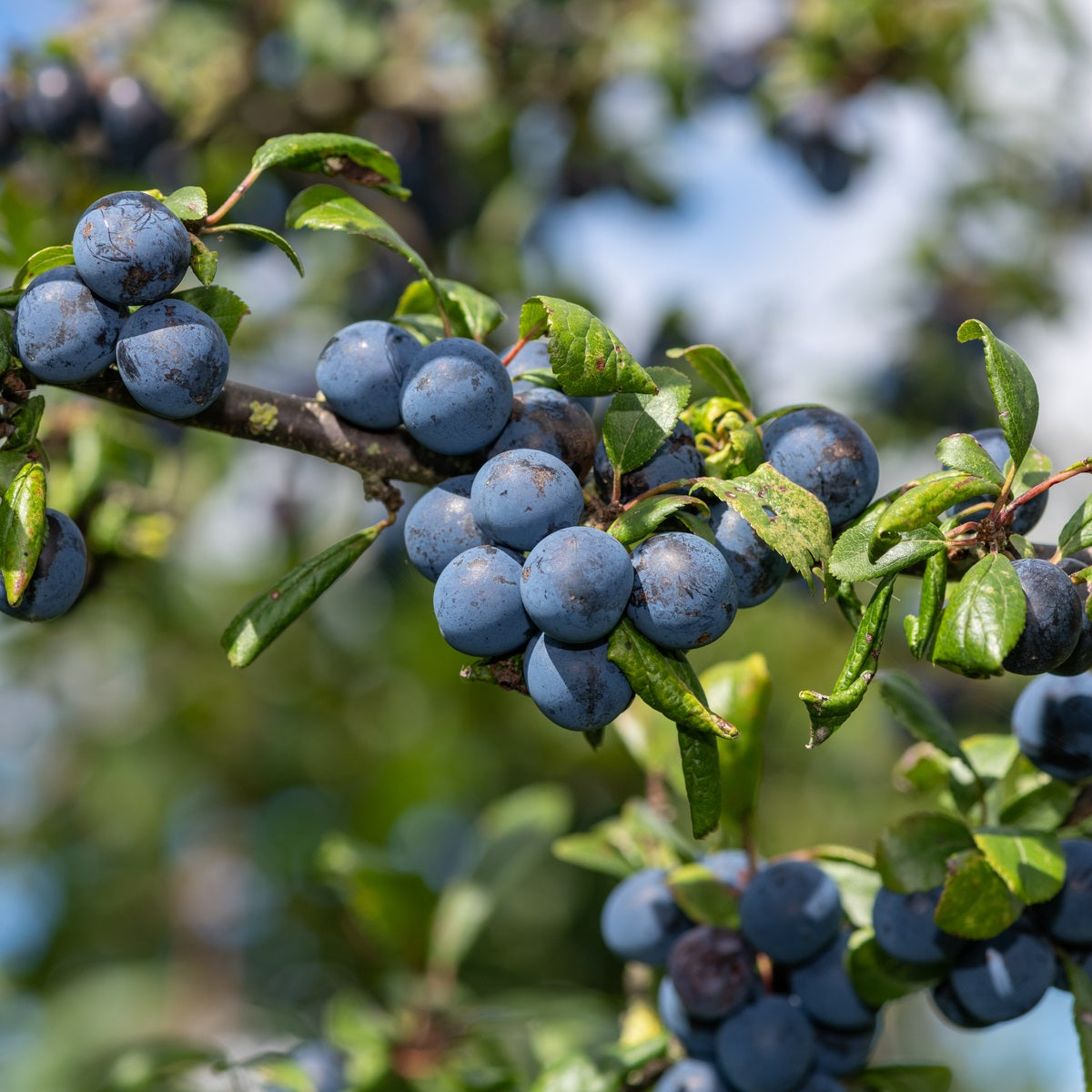 The First Ever Big Manx SLOE Drop!